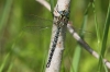 J01_2792 Brachytron pratense